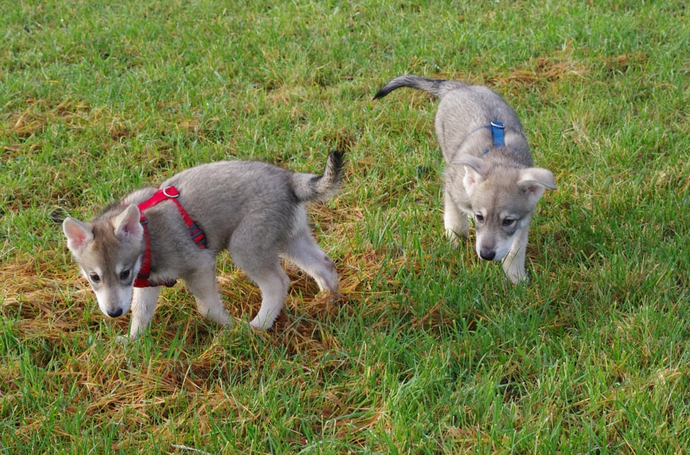 rot Hündin, blau Rüde - beide auf der Suche